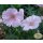 Geranium Striatum ~ im großen 3 Liter XL Topf  Liebreiz und sanfte Töne !
