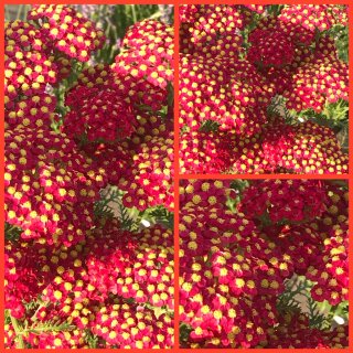 Schafgarbe ~ Achillea Paprika ~im großen XL 3 Liter Topf ~ Sommerfreuden in warmen Tönen