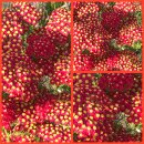 Schafgarbe ~ Achillea Paprika ~im großen XL 3 Liter...