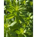 Waldmeister -Staude, im Topf gewachsen~ Gallium odoratum...