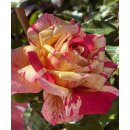 Edel Rose Broceliande Güteklasse IA~...