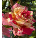 Edel Rose Broceliande Güteklasse IA~...