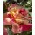Edel Rose Broceliande Güteklasse IA~ außergewöhnliche Blüte mit wundervollen Duft