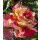 Edel Rose Broceliande Güteklasse IA~ außergewöhnliche Blüte mit wundervollen Duft