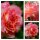 Rose Augusta Luise -R- Hoch - Stamm 60cm ~ im XL 7,5Liter Topf- Traumrose in Farbe & Duft