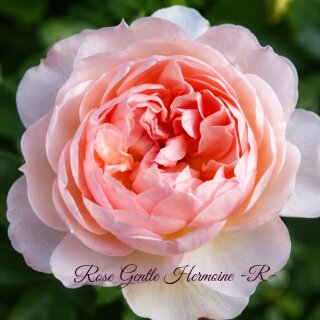 Rose ‘Gentle Hermione’® im großen 10 Liter XXL-Topf ~ Englische David Austin Rose mit herrlichem Rosenduft