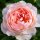 Rose ‘Gentle Hermione’® im großen 10 Liter XXL-Topf ~ Englische David Austin Rose mit herrlichem Rosenduft