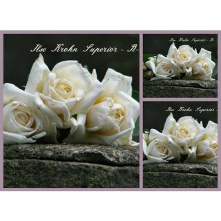 Rose Ilse Krohn Superior -R-  ~im großen XL 10 Liter Topf ~  reizvolle Kletterrose mit Duft