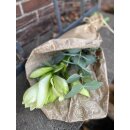 Amaryllis Mont Blanc 3 Stück ~ weiße attraktive große Blüte, mit Eucalyptus und Thymian