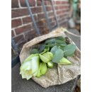 Amaryllis Mont Blanc 3 Stück ~ weiße attraktive große Blüte, mit Eucalyptus und Thymian