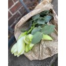Amaryllis Mont Blanc 3 Stück ~ weiße attraktive große Blüte, mit Eucalyptus und Thymian