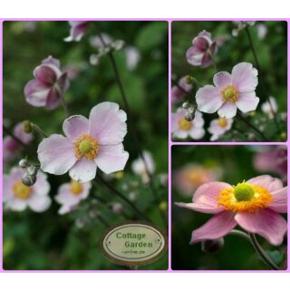 Herbstanemone ~ Anemone Praecox~ starke 3 XL Liter Topf~  Solitär~ Herbst Anemone ~ Herbst-Ball der Prinzessinen