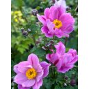 ChinesischeHerbstanemone ~ Anemone tomentosa Serenade~ Freilandstaude im Topf~ Herbst-Ball der Prinzessinnen