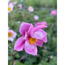 ChinesischeHerbstanemone ~ Anemone tomentosa Serenade~ Freilandstaude im Topf~ Herbst-Ball der Prinzessinnen