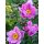 ChinesischeHerbstanemone ~ Anemone tomentosa Serenade~ Freilandstaude im Topf~ Herbst-Ball der Prinzessinnen