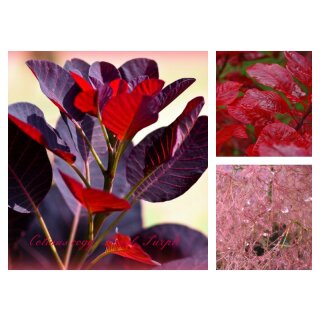 Cotinus Royal Purple 60/80cm Topf  ~Königs - Perrückenstrauch in rot ~ meisterhaft