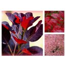 Cotinus Royal Purple 60/80cm Topf  ~Königs -...