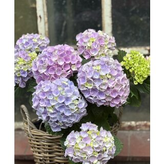 Wochenmarkt Angebot -ideal für Körbe und Kübel~ knospig/ blühende Ballhortensie Blue River , im großen XL Topf -knospig/blühend