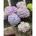 Wochenmarkt Angebot -ideal für Körbe und Kübel~ knospig/ blühende Ballhortensie Blue River , im großen XL Topf -knospig/blühend