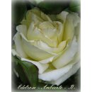 Edelrose Ambiente -R- zauberhafte Rose in edler...