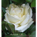 Edelrose Ambiente -R- zauberhafte Rose in edler...