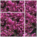 Winterheide/Schneeheide ROT~ Erica mit Knospen~ starke...