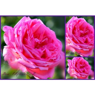 Duft ! Edelrose Elbflorenz -R-starke Qualität im Topf C7 ~ Duftrose der Provence mit rtoller großer Blüte