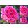 Duft ! Edelrose Elbflorenz -R-starke Qualität im Topf C7 ~ Duftrose der Provence mit rtoller großer Blüte