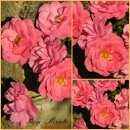 Bodendecker Rose Mirato -R- ADR Rose im großen 4...