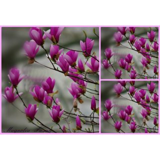 Magnolia lilliiflora Susan 40/60 kräftige Qualität ~ Magnolien Frühlingsromantik