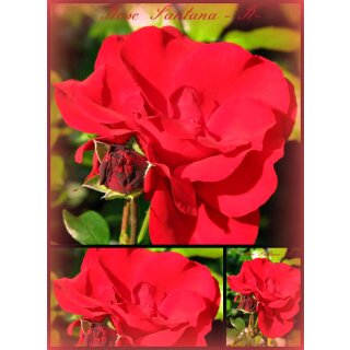 Rose Santana -R- starke im 4 Liter XL Topf ~  Kletterrose im feurigen Rot