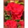 Rose Santana -R- starke im 4 Liter XL Topf ~  Kletterrose im feurigen Rot