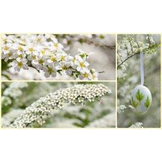 Schneespiere ~Spiraea arguta~  Brautspiere- Starke 40/60cm im Topf! Blütenweiß in den Mai!