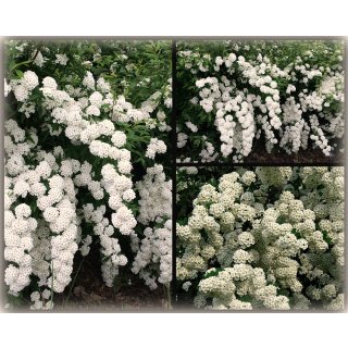 Spiraea vanhouttei starke 60/100cm  im Topf ~ weißer Blütenzauber im Mai