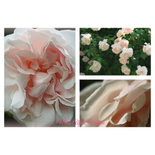 Rose Mme Alfred Carrière ~Güteklasse IA Wurzelnackt~  Historische Rambler-/Kletterrose