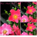 Rose Stadt Rom -R- ADR~im großen Topf gewachsen -...