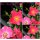 Rose Stadt Rom -R- ADR~im großen Topf gewachsen - Bodendeckerrose mit Farbesprit..wunderbare Leuchtkraft