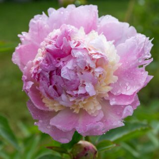 Paeonia lactiflora Sorbet ~Asiatische Pfingstrose~