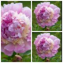 Paeonia lactiflora Sorbet ~Asiatische Pfingstrose~