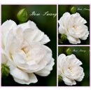 Bodendecker Rose Swany -R-kräftige Qualität...