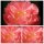 Paeonie Hybride Coral Charm im großen Topf - Pfingstrose ~Farbesprit