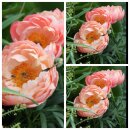 Paeonie  hybrida Coral Sunset~ Pfingstrose mit Farbcharme