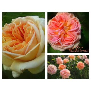 Kletterrose Alchymist..starke im XL 5 Liter Topf ~wunderschöne duftende Blüten!!