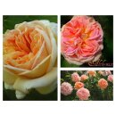 Kletterrose Alchymist..starke im XL 5 Liter Topf...