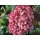 Schneeballhortensie~ Hortensie Pink Annabelle -R- 40/60 kräftige Qualität~ im großen Topf ~Traumtänzer in Pink