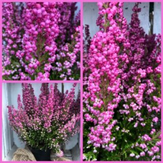 Erica gracilis - Glockenheide ~ Heidezauber für den Herbst / Winter mit kleinen Glocken - knospig/blühend ~ Bienenfreundt