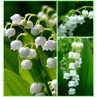 Maiglöckchen im Topf..Duft -Staude ~ herrlich zum verwildern