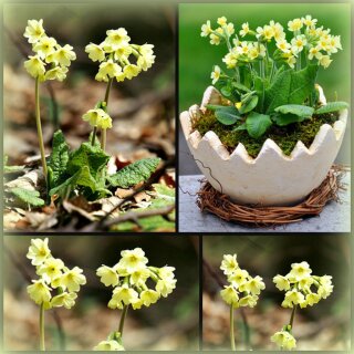 Primel elatior im Topf- stauden Schlüsselblume/Heilpflanze..das Himmelschlüsselchen