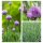 Schnittlauch im großenTopf -Allium schoenoprasum~..aromatische Kräuter Staude