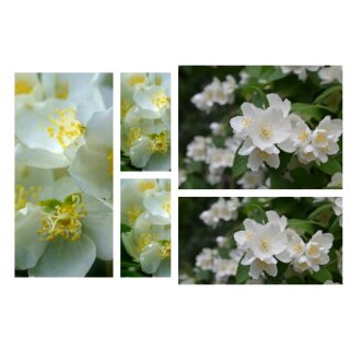 Philadelphus coronarius 60/100 kräftige im großen Topf ~ Bauernjasmin~ weiße Blütenwolken mit Duft~ Bienenfreund